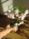 パッと咲く　自宅でプチお花見2012年春　四月に開花します　こんな感じに盆栽桜 さくら盆栽　桜盆栽　海外でもボンサイ　BONSAIと言います。