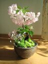 2012年盆栽：桜 桜盆栽　山野草の寄せ植え