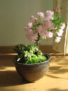 2012年は桜盆栽でお花見桜 桜盆栽　苔ももと桜　ちなみに海外でも　BONSAI ボンサイと言います。