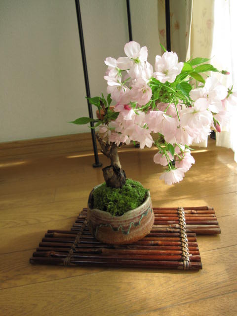 2012年春のプレゼントに【盆栽】　桜　盆栽　サクラ桜　お花見 ボンサイ