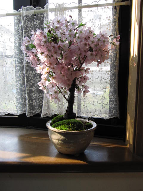 さくら【盆栽】桜盆栽2017年春にお花見できる桜盆栽となります。...:minibonsai:10004890