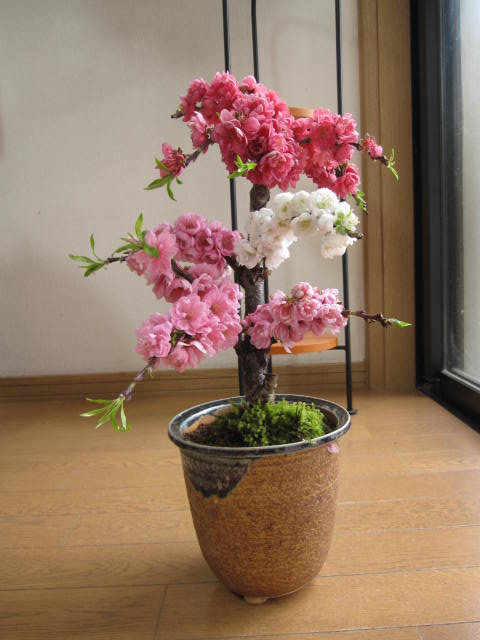 2012年3月末頃開花します。三色のお花が見れる桃の花縁起の良い桃の木 【鉢植え】 【南京桃しだれ桃 】【桃】　　三色桃の花