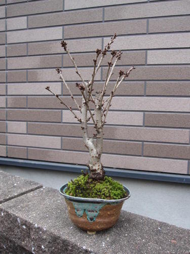 盆栽：御殿場桜桜満開ギフト2012年に咲く桜盆栽です。自宅でも桜が見れます。