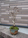 盆栽：御殿場桜桜満開ギフト2012年に咲く桜盆栽です。自宅でも桜が見れます。