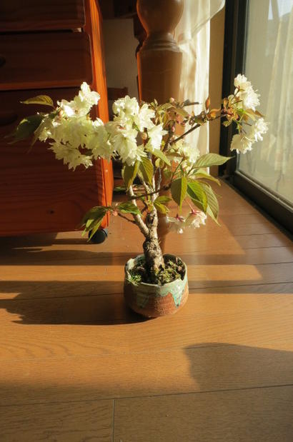 2015年春　開花桜盆栽御衣黄桜盆栽信楽鉢入り 桜盆栽海外でも　BONSAI ボンサイと言います。　