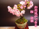 桜盆栽毎日の水だけで2023年 四月に開花 開花しなかったら盆栽旭山 桜【ミニ盆栽】 かわい桜盆栽でお花見しよう