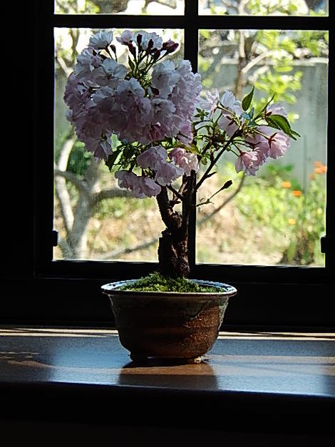 桜盆栽2017年5月に自宅でお花見 プレゼントにもおすすめです 母の日プレゼントに...:minibonsai:10008627