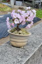 自宅でお花見2021年4月に開花中頃予定桜盆栽【桜】お花見さくら【ミニサクラ盆栽】【桜 盆栽】八重咲サクラ盆栽