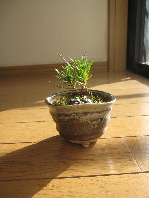 ミニ盆栽：松 【盆栽】 　松ぼっくりの　松ちゃん　信楽鉢入り