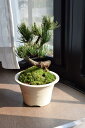 五葉松盆栽 信楽鉢入　　松盆栽は丈夫で育てやすい品種ですミニ盆栽は贈り物におすすめです