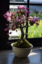 お誕生日プレゼントにハナカイドウ盆栽2022年5月頃お花見が楽しめますミニ盆栽スイシ海棠　ハナカイドウ盆栽