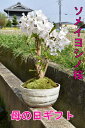 育てる楽しみギフト自宅でサクラのお花見桜盆栽2023年4月の開花予定ソメイヨシノ盆栽サクラといえば染井吉野サクラの盆栽です