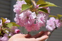 2021年開花予定楊貴妃桜苗桜苗 さくら苗 八重桜苗 記念樹桜苗