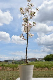 笑顔の花が咲く母の日さくら鉢植え2024年5月中頃自宅でお花見開花 サクラ<strong>鉢植え桜</strong>の鉢植え御殿場桜 桜鉢植え春の5月頃に開花