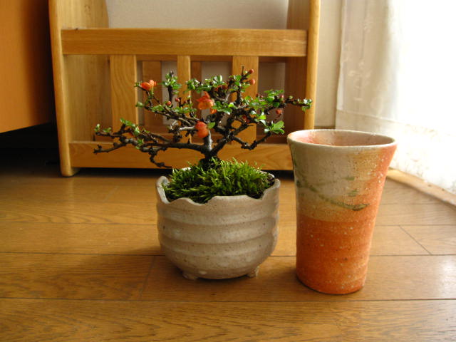 長寿梅盆栽梅　盆栽盆栽：長寿梅長寿盆栽セット...:minibonsai:10003495