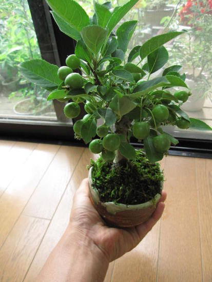 父の日プレゼント姫りんご　　鉢植え　　ギフト　盆栽ミニ盆栽　6月お届け時は　青リンゴです...:minibonsai:10003923