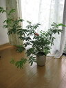 盆栽:緋ネム盆栽