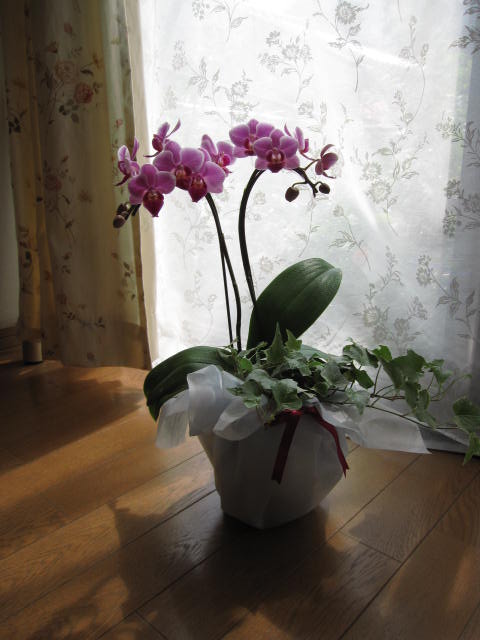 【ギフト】　胡蝶蘭とアイビーの寄せ植え