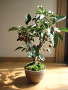 紅深山カイドウ　実物盆栽　　実付きです。　　2011年　9月　赤い実が付いています。育てやすい、実物盆栽です。