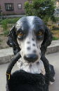 リアルな ワンちゃんです犬置物かわいいですよ ワンズバスケット