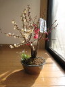 2012年3月初頃開花予定梅の開花今年の開花は少し遅めです。 　紅白梅梅盆栽 【盆栽】信楽焼き入り紅白梅盆栽ちなみに海外でも　BONSAI ボンサイと言います。