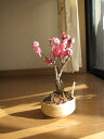 梅盆栽紅梅紅梅盆栽ミニ梅の盆栽 開花は 2021年2月頃に開花予定のミニ梅