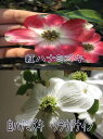 ハナミズキ苗寝巻2017年開花花水木シンボルツリー 【ハナミズキ 苗木】 紅と白ハナミズキ2本セット