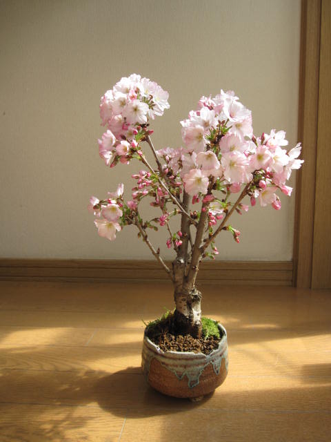 2012年春 　こんな感じで　開花します。盆栽：桜盆栽殿場桜信楽鉢入り 御殿場桜盆栽海外でも　BONSAI ボンサイと言います。　 おススメ　一重のピンクのサクラのお花がかわいいですよ開花時期は　今年は遅れております。　四月中頃〜下旬に咲きます