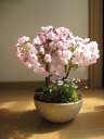 2012年春　開花予定さくら盆栽桜盆栽ツイン桜盆栽信楽鉢入り 桜盆栽と山野草雛海外でも　BONSAI ボンサイと言います。　鉢植え