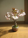 ベランダでもリビングでも　桜を見る盆栽：南殿桜 八重咲きの　ピンクの花の　南殿桜海外でも　BONSAI ボンサイと言います。　鉢植え