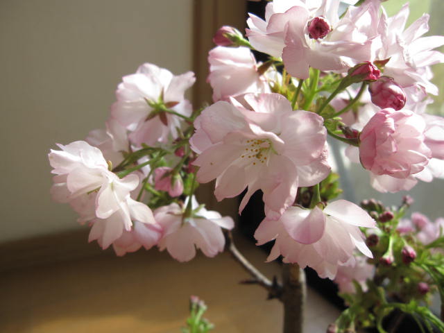 2012年は桜でお花見 御車返桜盆栽【鉢植え】 サクラ盆栽海外でも　BONSAI ボンサイと言います。　　開花期 4月中旬