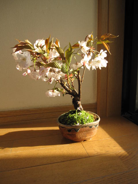 2012年ベランダでもリビングでも　桜を見る盆栽：南殿桜 八重咲きの　ピンクの花の　南殿桜海外でも　BONSAI ボンサイと言います。　鉢植え桜盆栽2012年春に桜が咲きます推奨桜開花時期 4月頃〜 桜のお花見