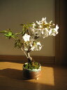 ベランダでもリビングでも　桜を見る盆栽：有明桜 白の一重咲き海外でも　BONSAI ボンサイと言います。　鉢植え