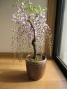 2012年開花 　四月中頃開花盆栽：野田藤盆栽　一月〜三月は落葉した状態でのお届けとなります。