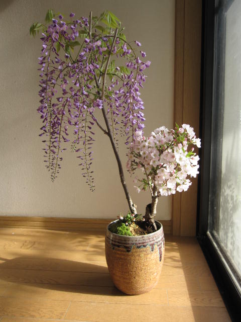送料無料：藤と桜の寄せ植え盆栽ボンサイ藤と桜が　楽しめる　春のお花と香りの贈り物　2012年の贈り物にお勧め盆栽