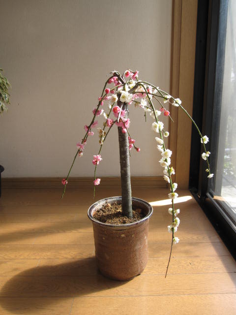 2012年　香りと花の贈り物しだれ梅盆栽: 紅白しだれ梅盆栽梅盆栽　春先に綺麗な紅白の花を咲かせます。開花時期は3月頃です
