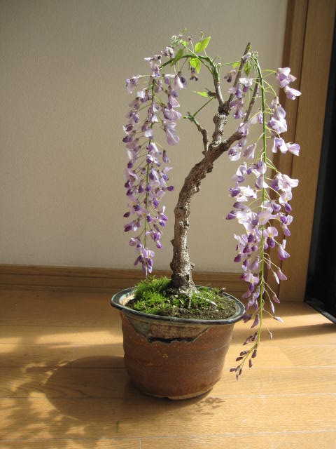 盆栽： 野田藤盆栽信楽鉢入り　2012年　四月中頃開花予定の藤花は4月中頃〜後半位に咲きます花つきが良く　毎年花を咲かしてくれます。　　