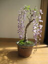 盆栽： 野田藤盆栽信楽鉢入り　2012年　四月中頃開花予定の藤