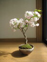 2012年春　開花予定楊貴妃桜盆栽八重咲桜盆栽信楽鉢入り 桜盆栽海外でも　BONSAI ボンサイと言います。　