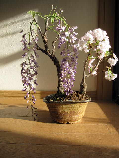 2012年お花見春には綺麗なお花を二つ藤盆栽桜盆栽寄せ植え　藤と桜寄せ植え盆栽　 信楽鉢入り　ボンサイしだれた藤の紫でとっても可憐です。豪快咲き乱れ　藤と桜の　　　開花は四月頃に咲き始めます幸せ花藤ギフト開花は　4月後半〜5月初旬です。