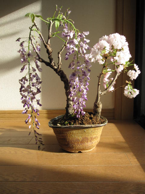 2012年春に咲く　お花盆栽：藤と桜の寄せ植え盆栽藤と桜の開花は四月中頃より開花します。　【藤盆栽】　 と手作り信楽鉢入りボンサイ鉢植えしだれた藤の紫でとっても可憐です。豪快咲き乱れ　藤と桜の　　　開花は四月頃に開花します幸せ花藤ギフト