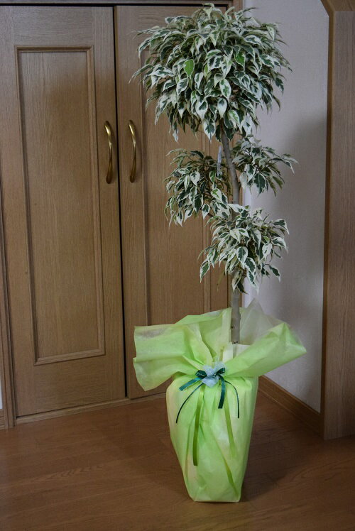 お祝いのプレゼントに【ギフトに最適】ベンジャミンスターライトリビングの観葉植物にお勧めです…...:minibonsai:10007777