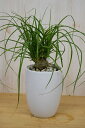 観葉植物トックリラン ノリナポニーテール