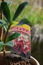【2023年3月〜4月 開花】ジンチョウゲ鉢植え白沈丁花花の香りがいいかおりがします。ミニ盆栽 開花は毎年三月 自然の香水 沈丁花