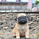 犬 パグ 子犬 フク君置物 かわいい置物 犬の置物 お庭や玄関、お部屋にも合います。プレゼントにもどうぞ。