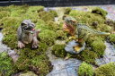 ミニチュアサウルスシリーズ 恐竜 置物 小さい置物 ティラノサウルスと・・・ 二匹セット玄関に飾ったり、お部屋に飾ったり。デスクにも置けます。