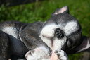 犬 フレンチブルドッグ まめ太郎置物 かわいい置物 居眠り犬子犬 うたた寝 昼寝お庭や玄関に合います。プレゼントにもどうぞ。