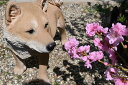 柴犬　タロー　犬の置物　リアルな柴犬お庭や玄関先に置くと目を惹きます。