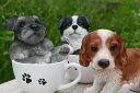 ショッピングボーダー ティーカップ　犬　3個セット置物　かわいい置物　犬の置物ミニチュアシュナウザー　ボーダーコリー　ブリタニースパニエルお庭や玄関、お部屋にも合います。プレゼントにもどうぞ。