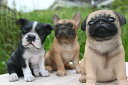 ぶさかわ 犬 3個セット置物 かわいい置物 犬の置物フレンチブルドッグ パグお庭や玄関、お部屋にも合います。プレゼントにもどうぞ。